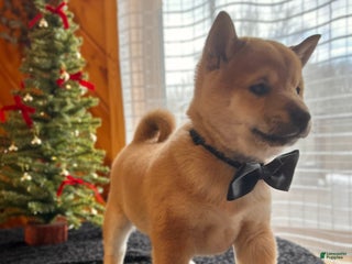 Shiba Inu dogs London - Ad 9