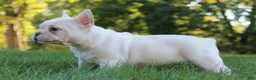 French Bulldog dogs for sale: Buffy - Ad 2