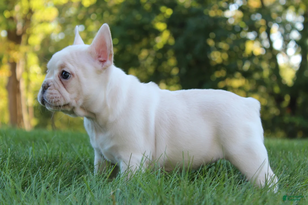 French Bulldog dogs for sale: Buffy - Ad 2