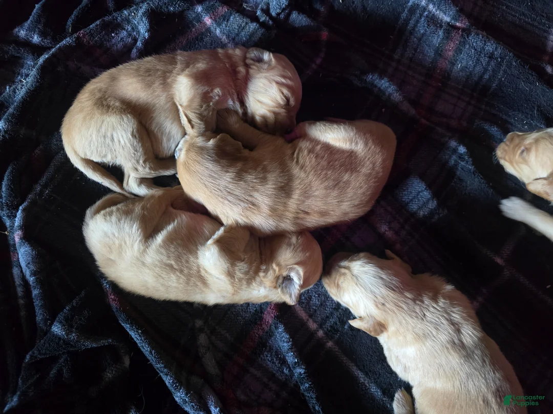 Golden Retriever dogs for sale: Golden Retriever Puppy 7 - Ad 1