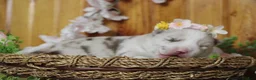 Pomsky dogs for sale: Muffy  - Ad 7
