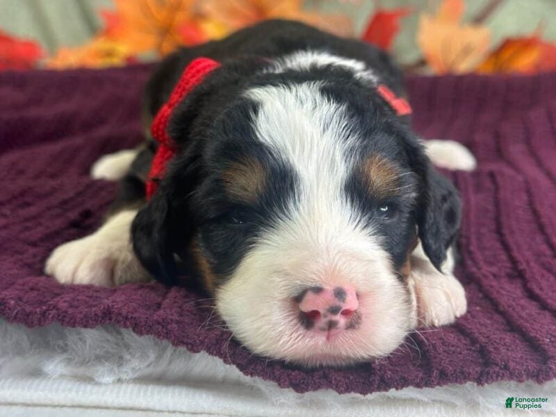 Bernedoodle dogs Indie - Ad 2