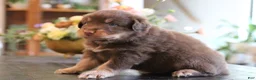 Australian Shepherd dogs for sale: diggory - Ad 11