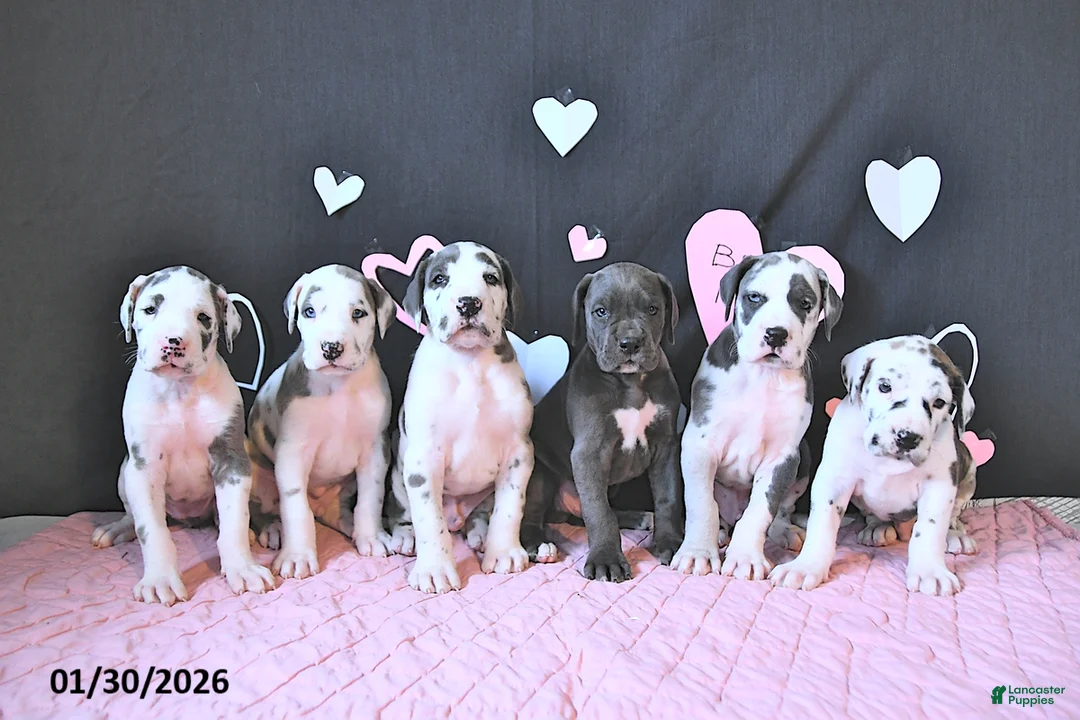Great Dane dogs for sale: Charles - Ad 3
