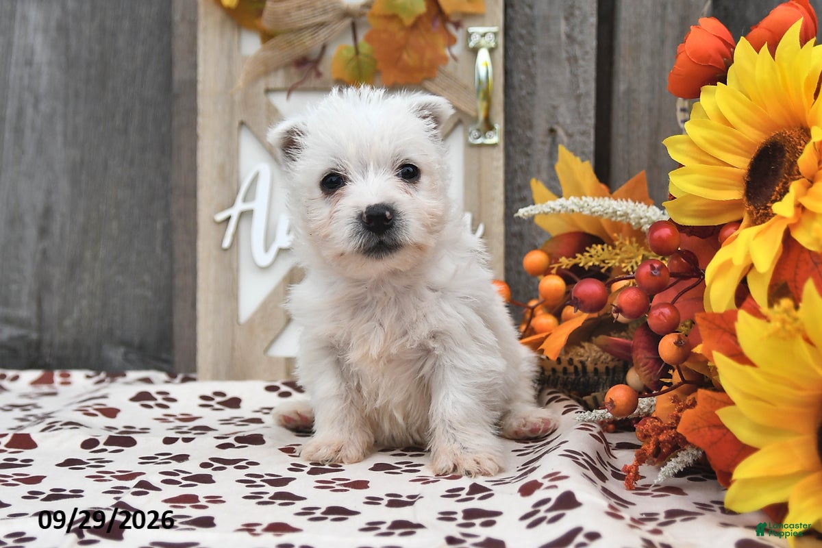 West Highland Terrier dogs Winter - Ad 1