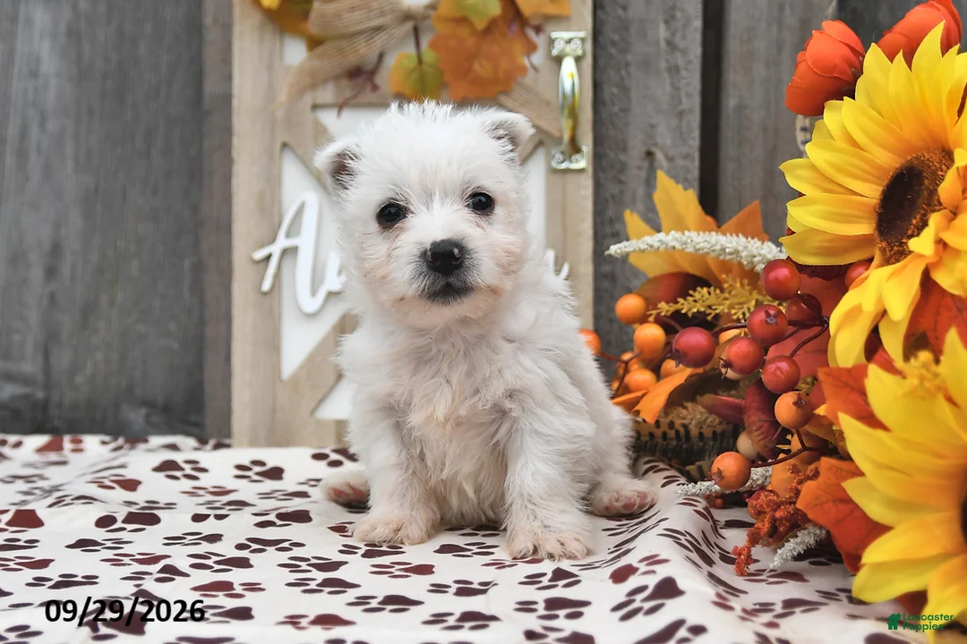 West Highland Terrier dogs for sale: Winter - Ad 1