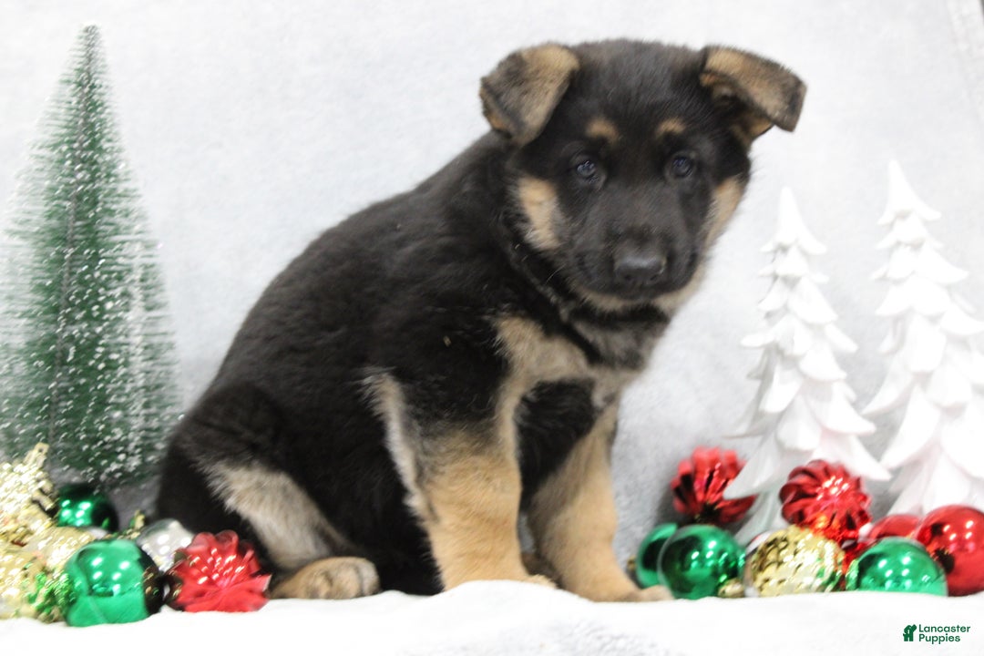 German Shepherd dogs for sale: Amber - Ad 6