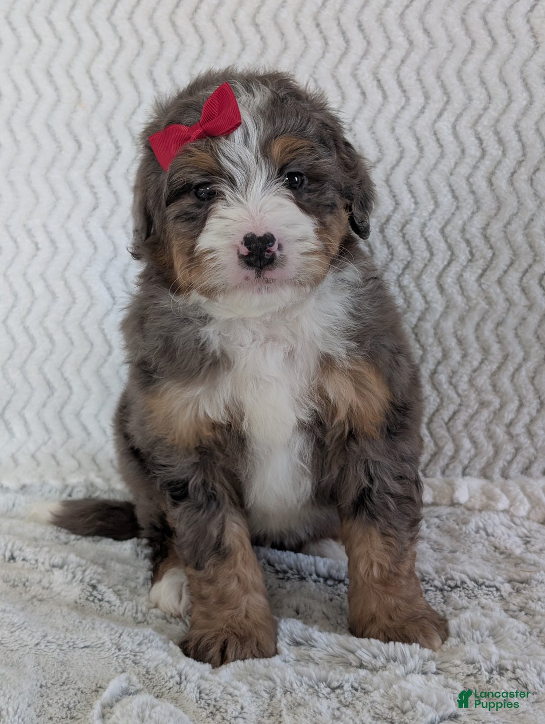 Mini Bernedoodle dogs for sale: Mini Wyatt  - Ad 8