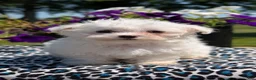 Maltese dogs for sale: Tulip - Ad 6