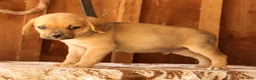 Puggle dogs for sale: Charlie - Ad 5