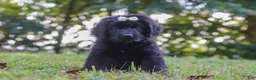 Newfoundland dogs for sale: Annie - Ad 4