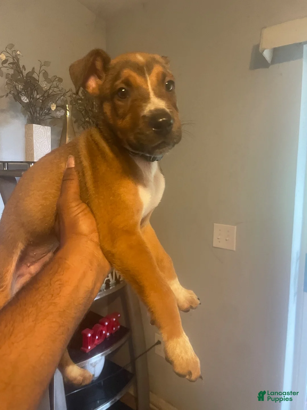 Mixed Breed dogs for sale: Mixed Breed 1 - Ad 1