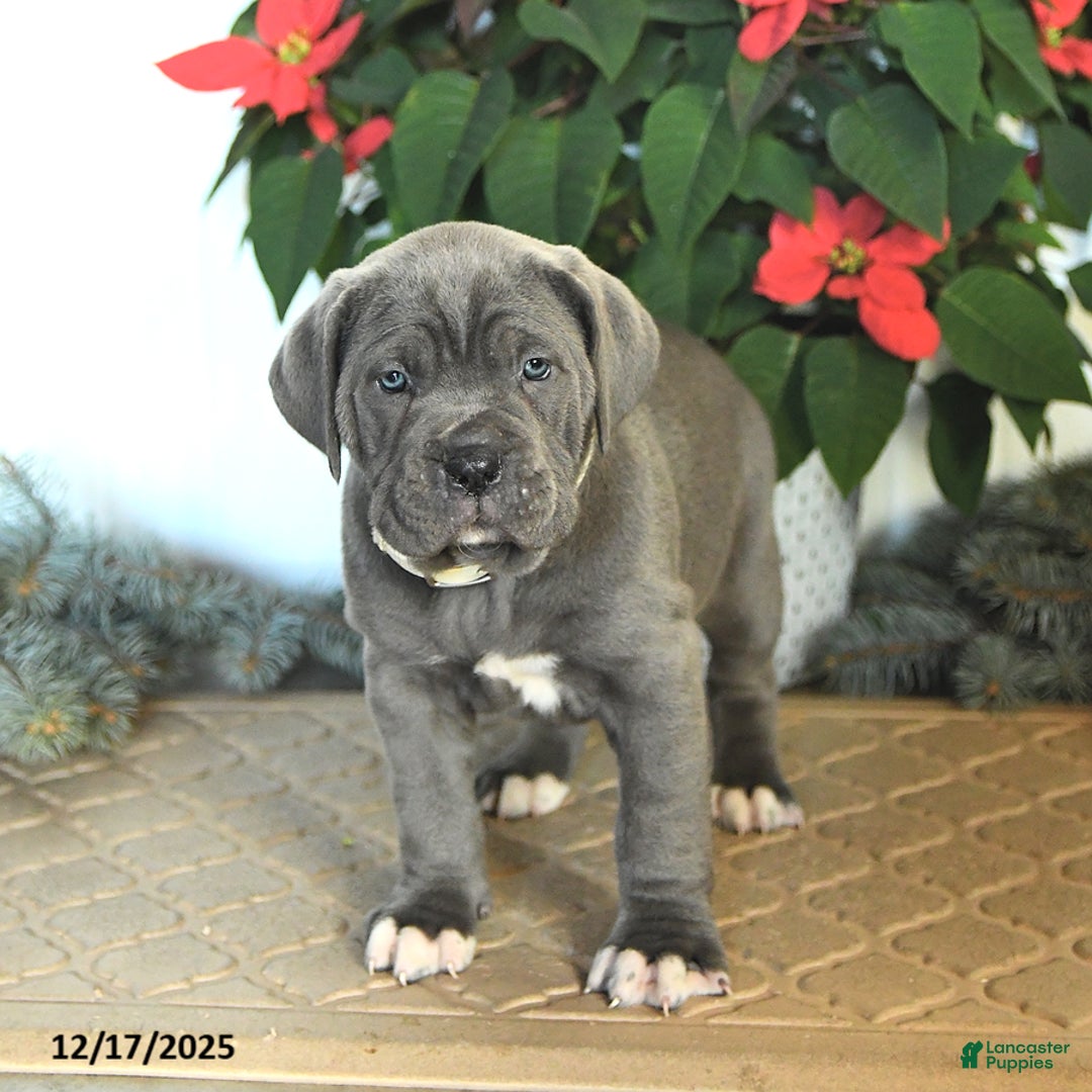 Cane Corso dogs for sale: Fairy - Ad 1