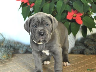 Cane Corso dogs Fairy - Ad 10