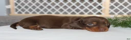 Miniature Dachshund dogs for sale: Jayde - Ad 3