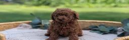 Toy Poodle dogs for sale: Chloe - Ad 3