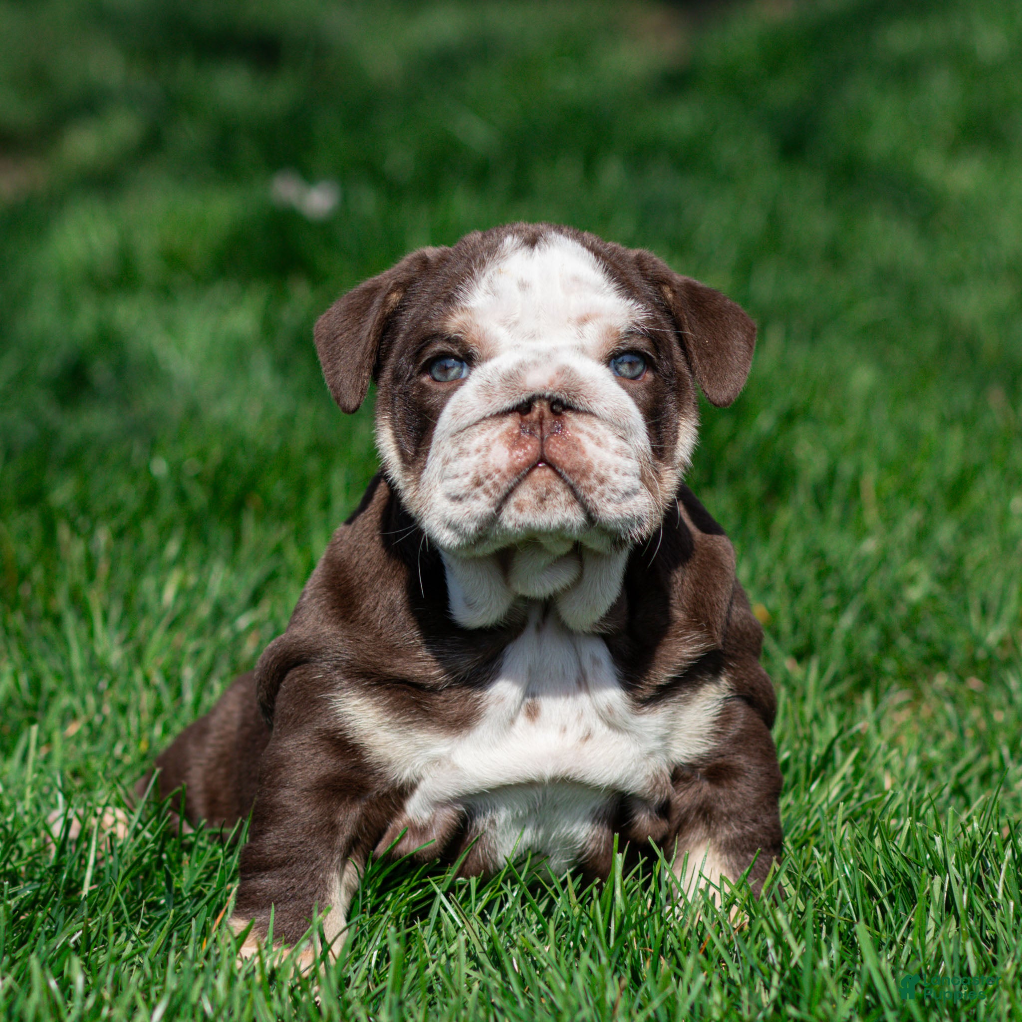English Bulldog dogs Bruno Breaker English Bulldog Puppy  - Ad 2