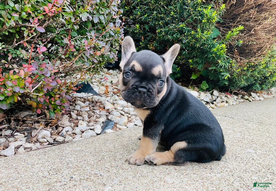 French Bulldog dogs for sale: Asher - Ad 2