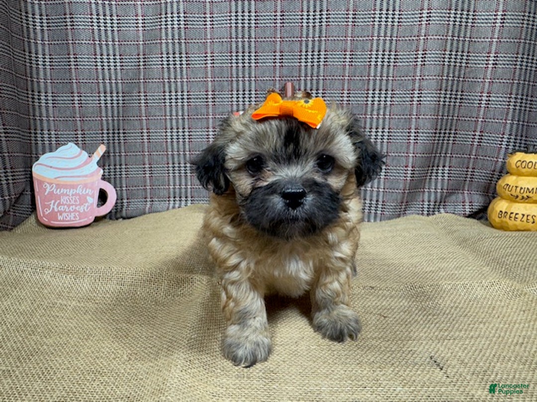 Mixed Breed dogs for sale: Mixed Breed Puppy 2 - Ad 6
