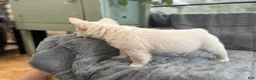 French Bulldog dogs for sale: Marvin - Ad 4