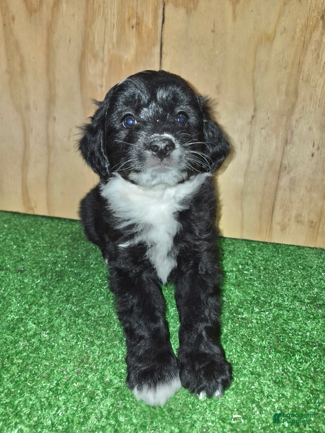 Mini Aussiedoodle dogs for sale: Mini Aussiedoodle Puppy 2 - Ad 1