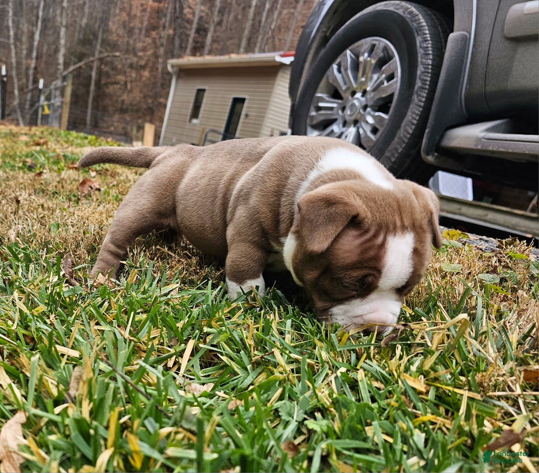 American Bully dogs for sale: American Bully Puppy 2 - Ad 4