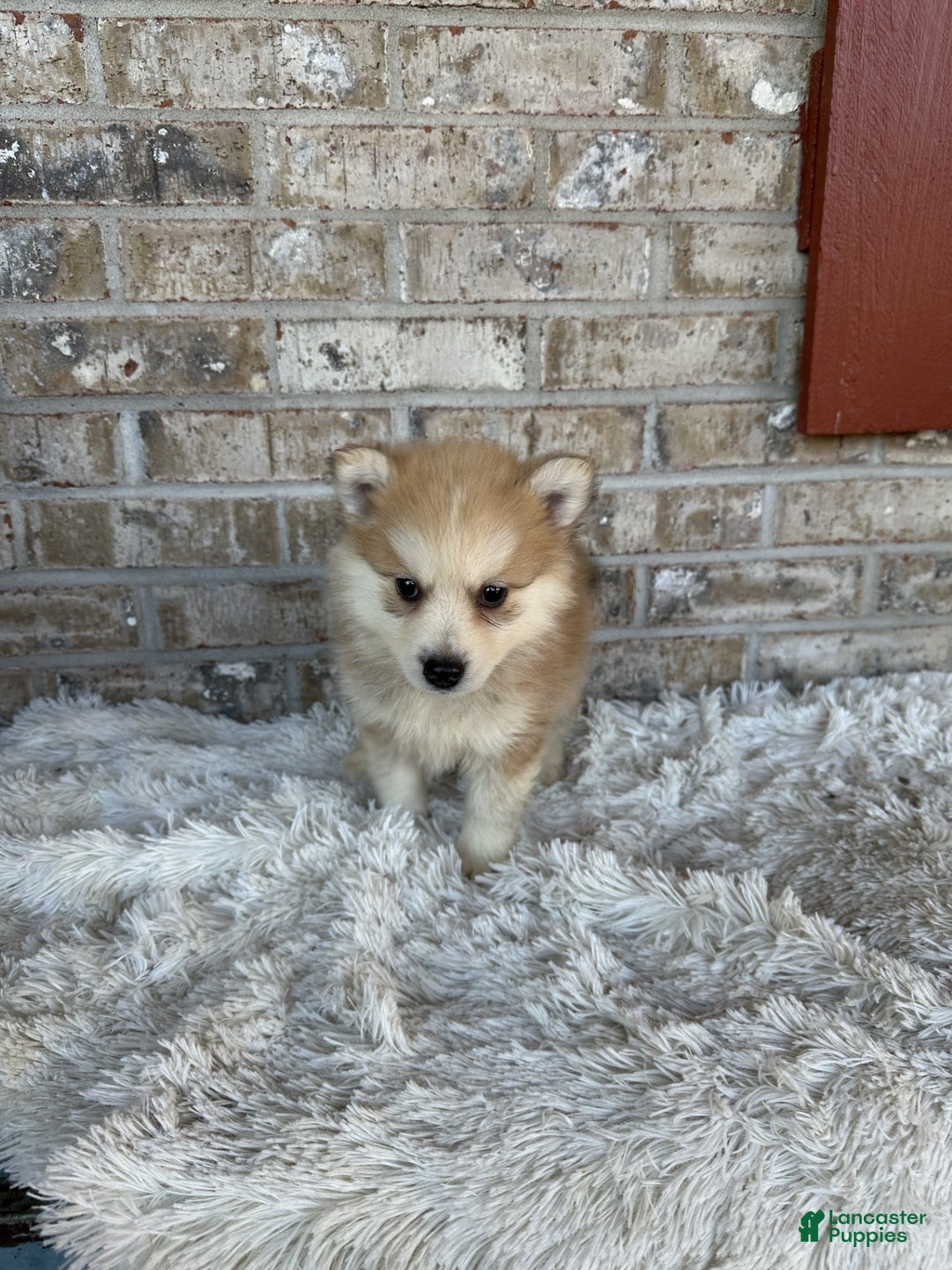 Pomsky dogs for sale: Captain - Ad 1