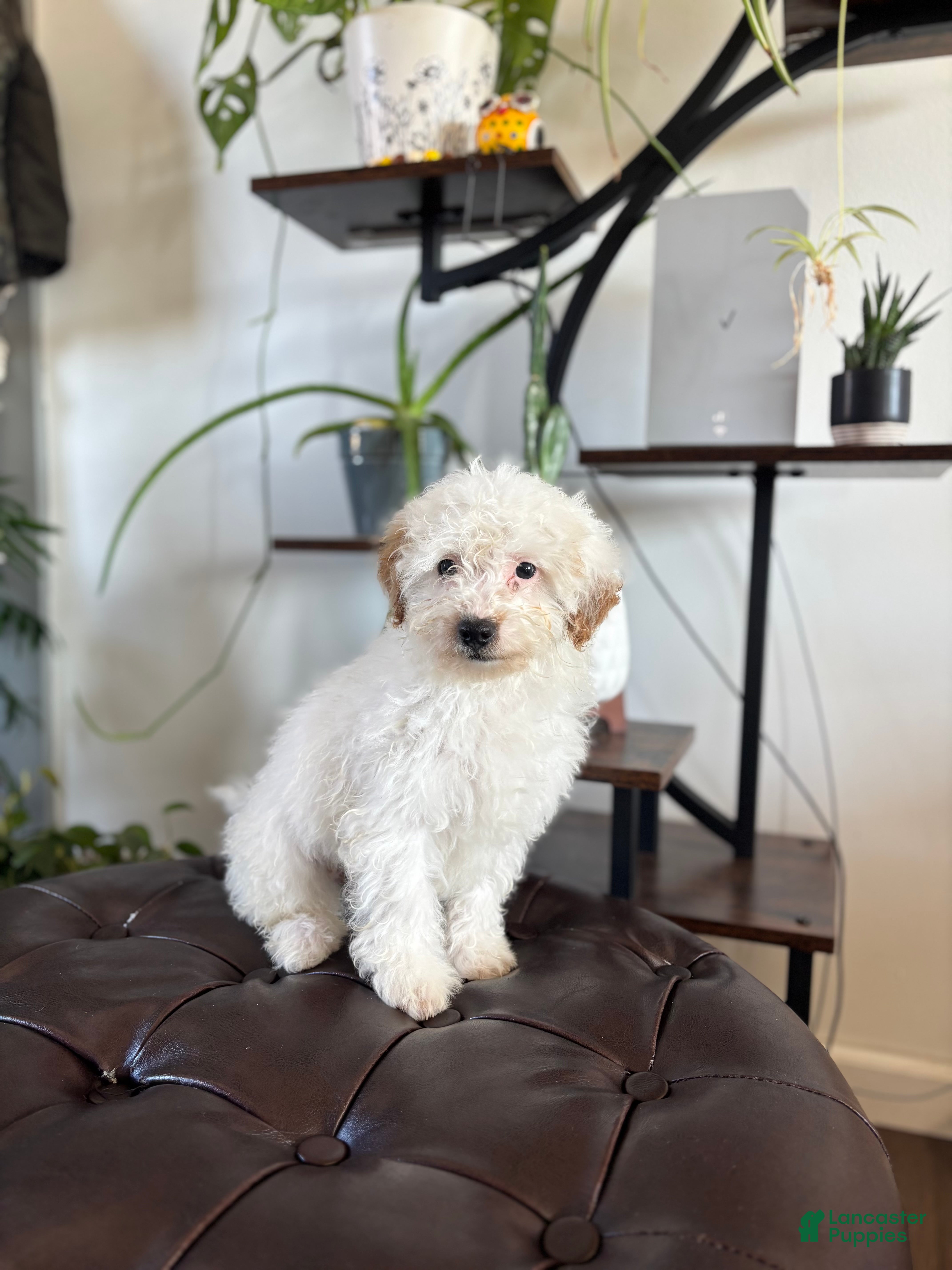 Maltipoo dogs for sale: Biscuit  - Ad 2