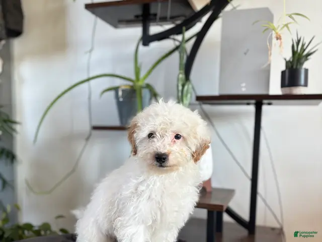 Maltipoo dogs for sale: Biscuit - Ad 2