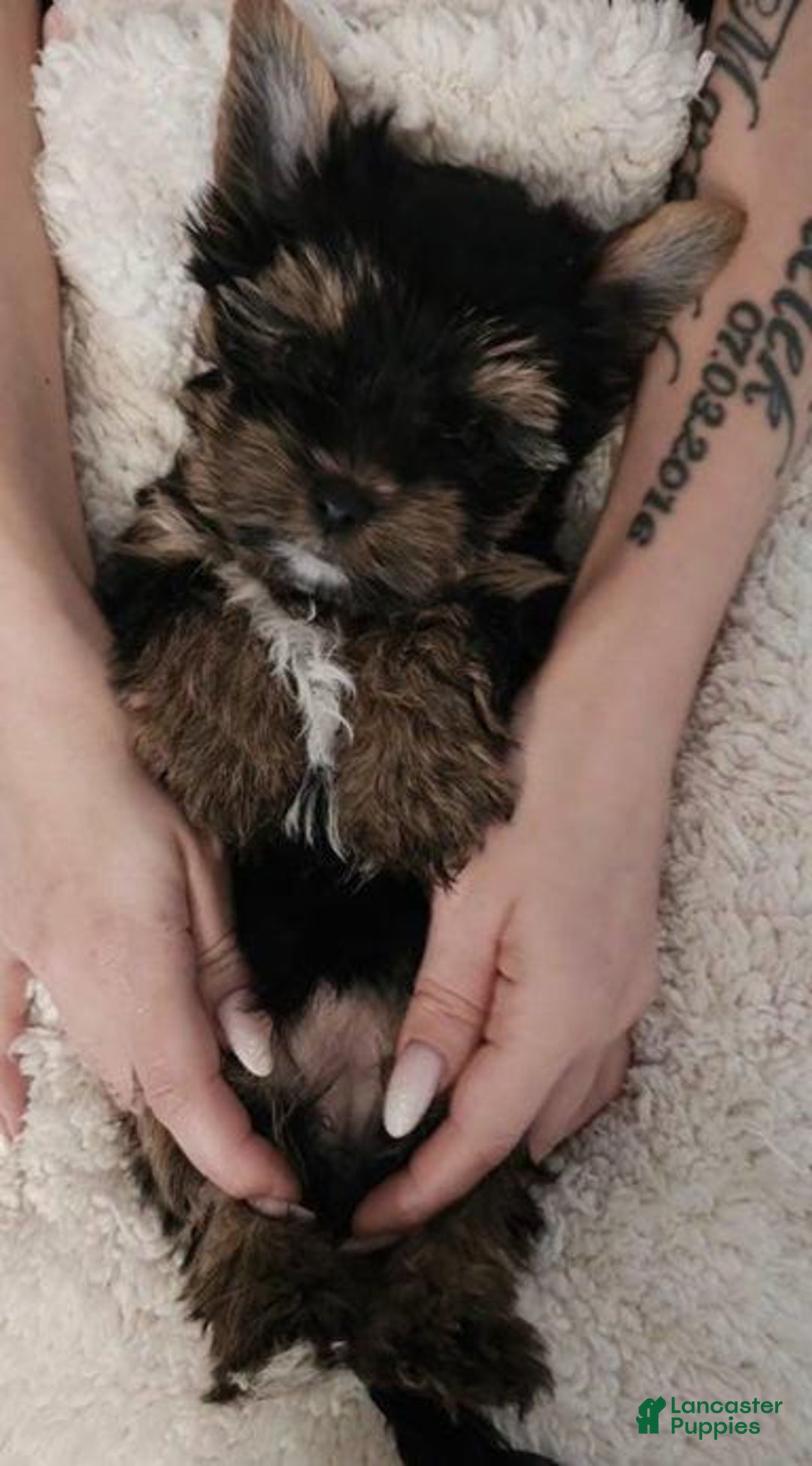 Yorkshire Terrier dogs for sale: Calvin - Ad 15