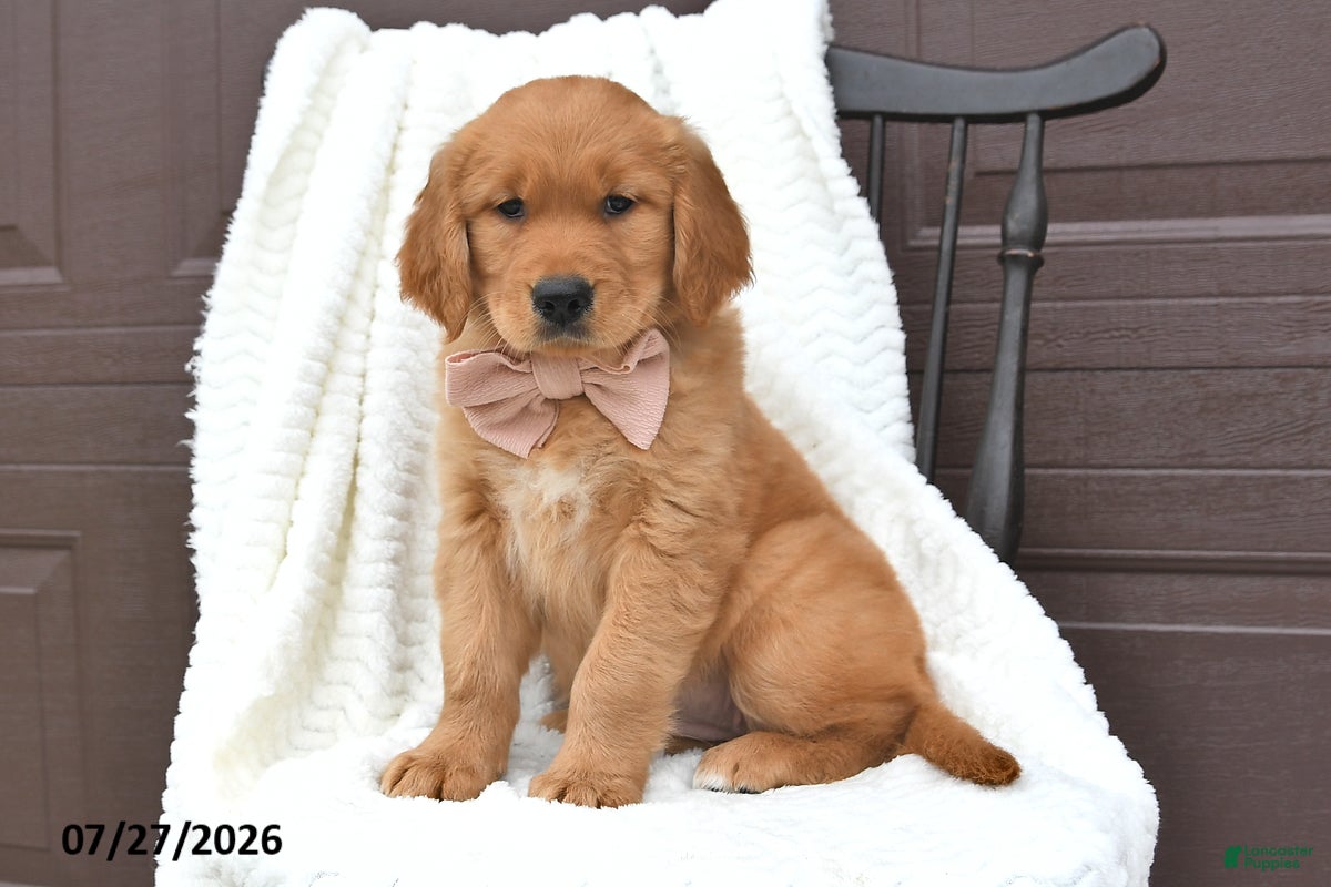Golden Retriever dogs Camila - Ad 1