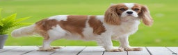 Cavalier King Charles Spaniel dogs for sale: Justin - Ad 6