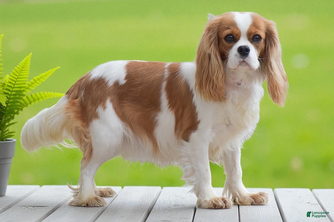 Cavalier King Charles Spaniel dogs for sale: Justin - Ad 6