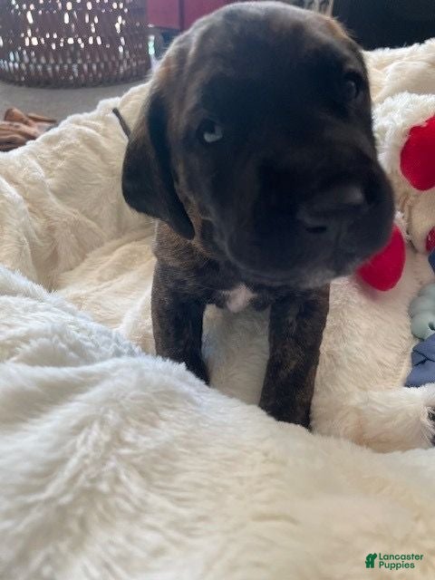 Mixed Breed dogs Blue - Ad 1