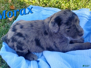 Mixed Breed dogs - Ad 13