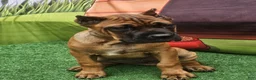 Cane Corso dogs for sale: MILO - Ad 9