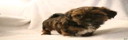 Shorkie dogs for sale: Bear - Ad 9