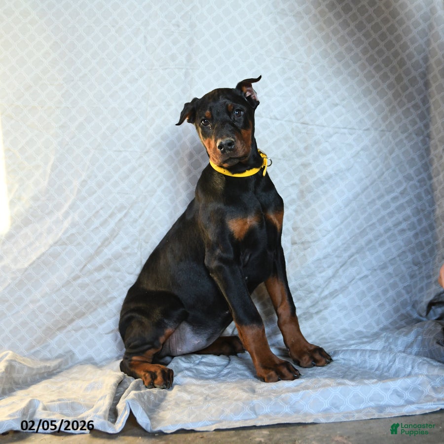 Doberman Pinscher dogs Reese - Ad 2