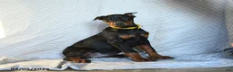 Doberman Pinscher dogs for sale: Reese - Ad 2