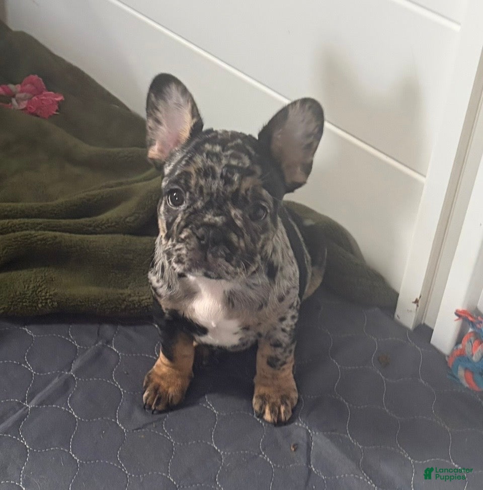 French Bulldog dogs for sale: French Bulldog Puppy 2 - Ad 1