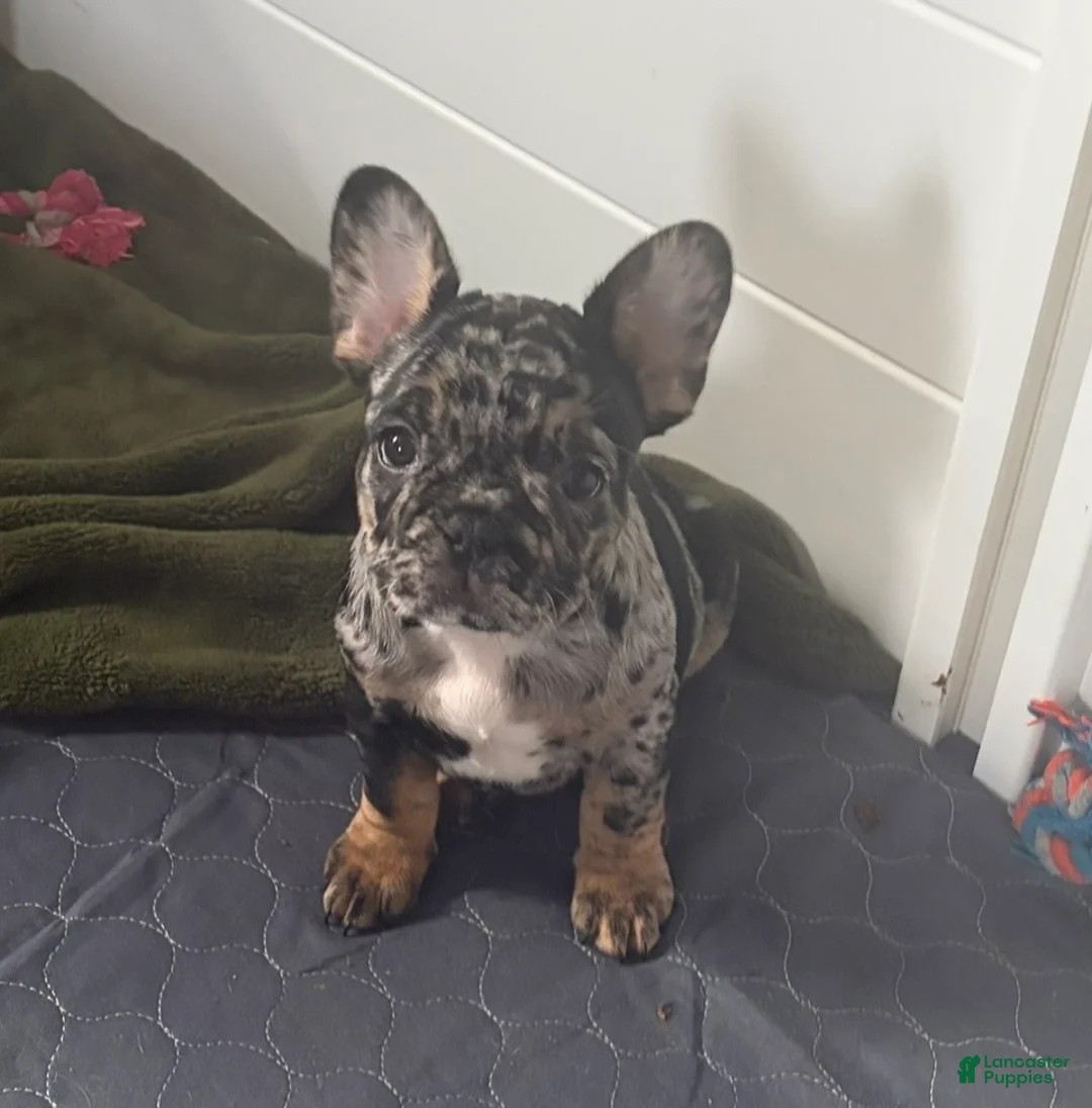 French Bulldog dogs for sale: French Bulldog Puppy 2 - Ad 1
