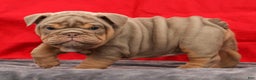 English Bulldog dogs for sale: Shelly - Ad 8