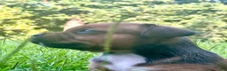 Staffordshire Bull Terrier dogs for sale: Danika - Ad 3