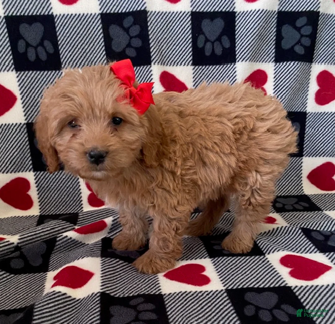 Mini Goldendoodle dogs for sale: Daisy- smallest in litter - Ad 3