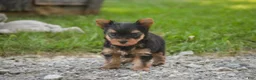 Yorkshire Terrier dogs for sale: Stephan Yorkshire Terrier  - Ad 4