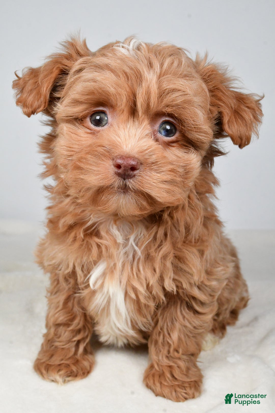 Shihpoo dogs for sale: Jana - Ad 6