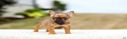 French Bulldog dogs for sale: Nico - Ad 3