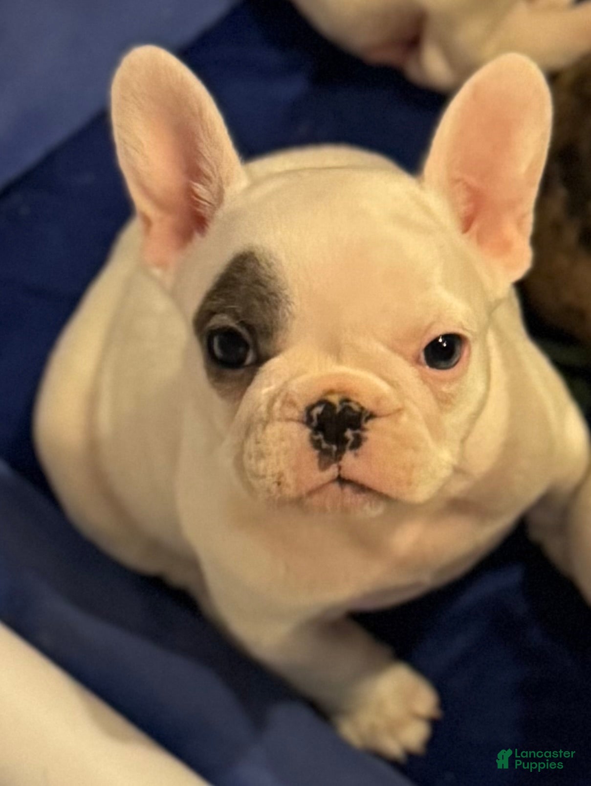 French Bulldog dogs Snooki French Bulldog Puppy 2 - Ad 1