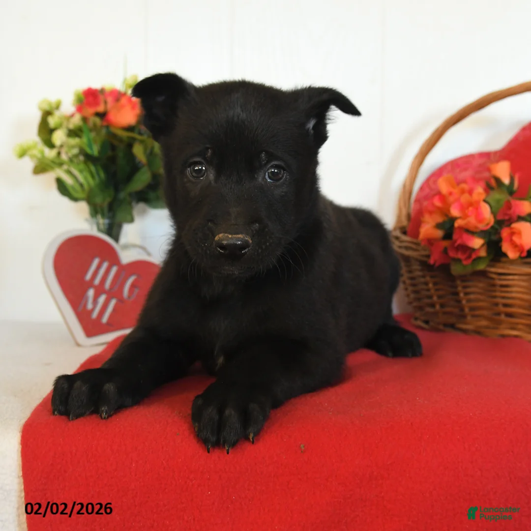 Belgian Malinois dogs for sale: Rambo - Ad 3