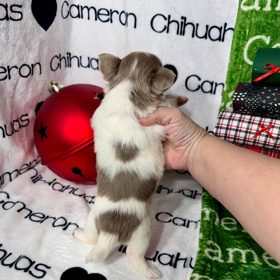 Chihuahua dogs for sale: Tiny Izzy Lavender LC - Ad 4